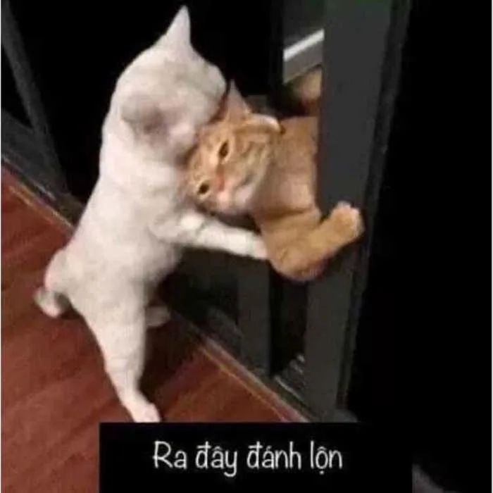 Meme Mèo Đánh Nhau Bựa [39+ Hình Chế Hài Hước Nhất]