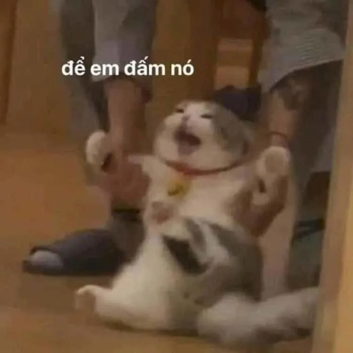 Meme Mèo Đánh Nhau Bựa [39+ Hình Chế Hài Hước Nhất]