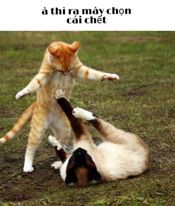 Bộ sưu tập meme đánh nhau, meme mèo đánh nhau hài hước, vui nhộn Bộ sưu tập meme đánh nhau, meme mèo đánh nhau hài hước, vui nhộn