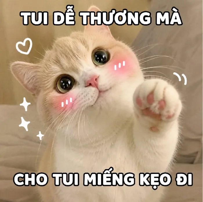 192+ ảnh meme mèo cute không đụng hàng, hài hước, viral