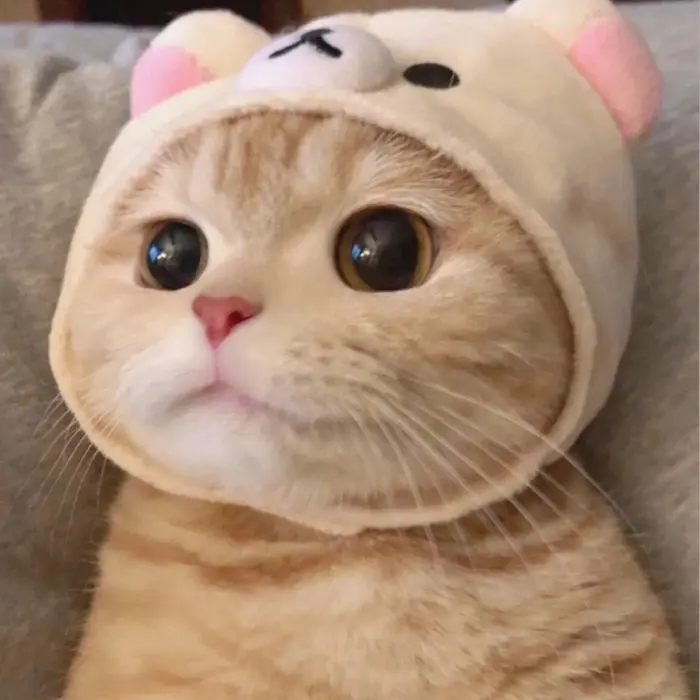 Tổng hợp ảnh meme mèo cute dễ thương gây bão mạng xã hội