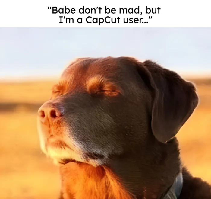 meme-dog-1