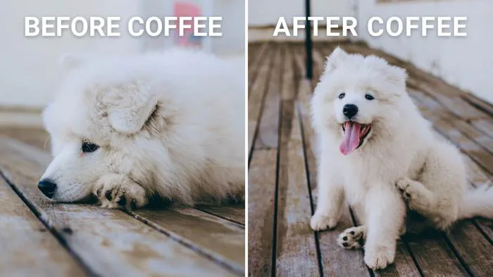 Free, customizable, shareable dog meme templates | Canva Free, customizable, shareable dog meme templates | Canva