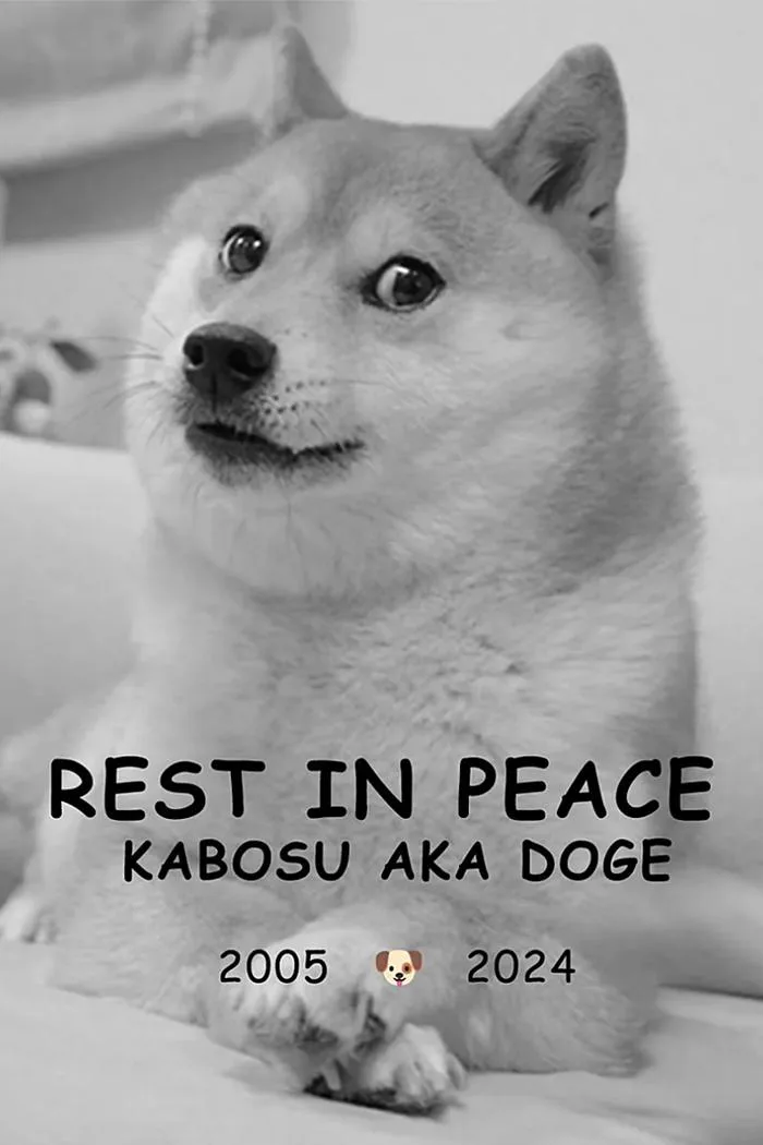What Doge Taught Me About the Internet | The New Yorker What Doge Taught Me About the Internet | The New Yorker