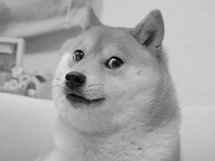What Doge Taught Me About the Internet | The New Yorker What Doge Taught Me About the Internet | The New Yorker