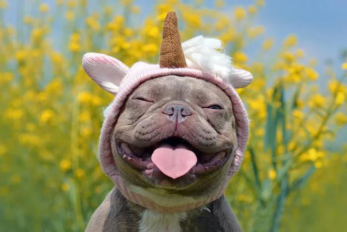 25 Funny Dog Memes That Will Make You LOL 25 Funny Dog Memes That Will Make You LOL