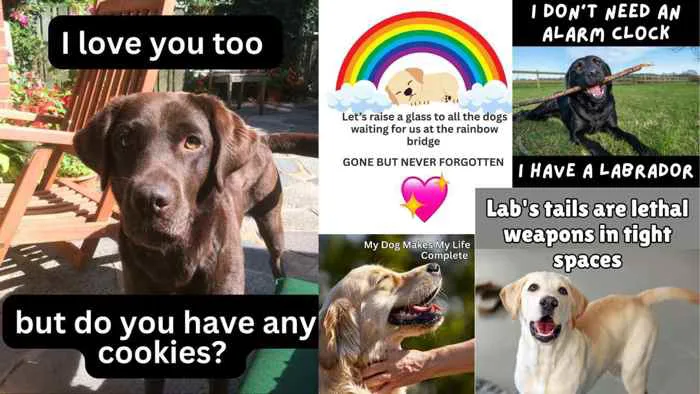 37 Of The Best Dog Memes EVER 37 Of The Best Dog Memes EVER