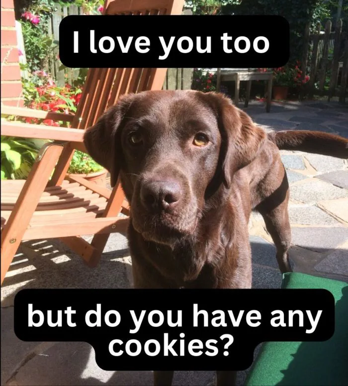 37 Of The Best Dog Memes EVER 37 Of The Best Dog Memes EVER