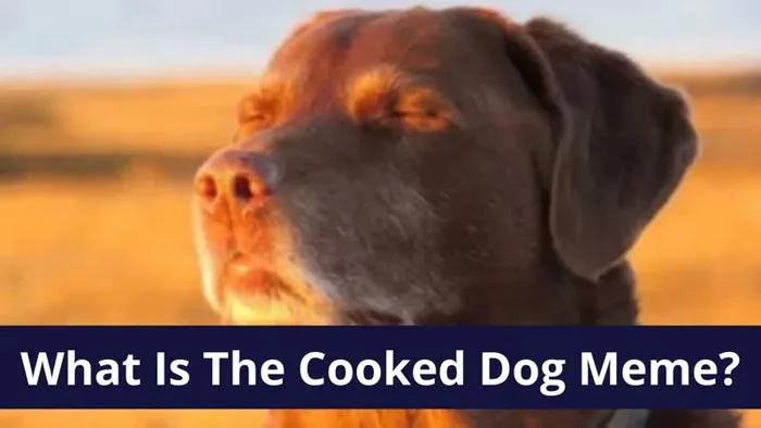 What Is The 'Cooked Dog' Meme? The 'Dog Closing Eyes In Sunset' Reaction Image And Its Memes Explained What Is The 'Cooked Dog' Meme? The 'Dog Closing Eyes In Sunset' Reaction Image And Its Memes Explained