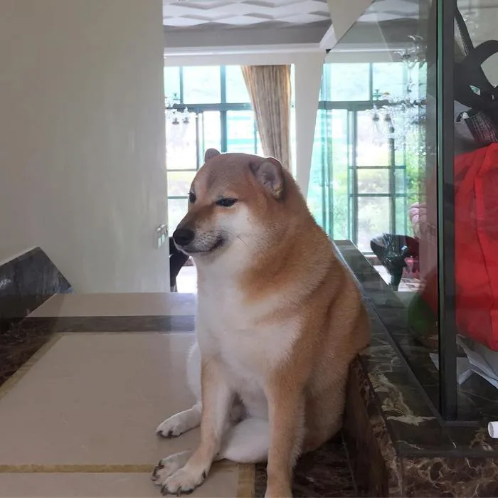 Cheems', the Hong Kong Shiba Inu dog who went viral as doge meme and became face of a cryptocurrency, dies after a battle with cancer | South China Morning Post Cheems', the Hong Kong Shiba Inu dog who went viral as doge meme and became face of a cryptocurrency, dies after a battle with cancer | South China Morning Post