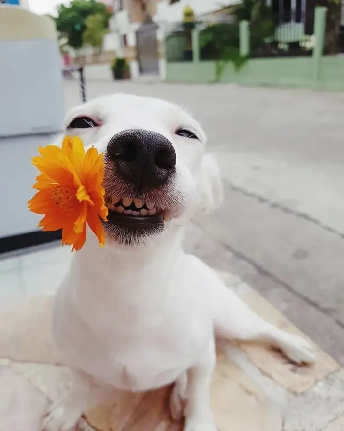 Top meme dog hài hước nhất khiến bạn cười không nhặt được mồm Top meme dog hài hước nhất khiến bạn cười không nhặt được mồm