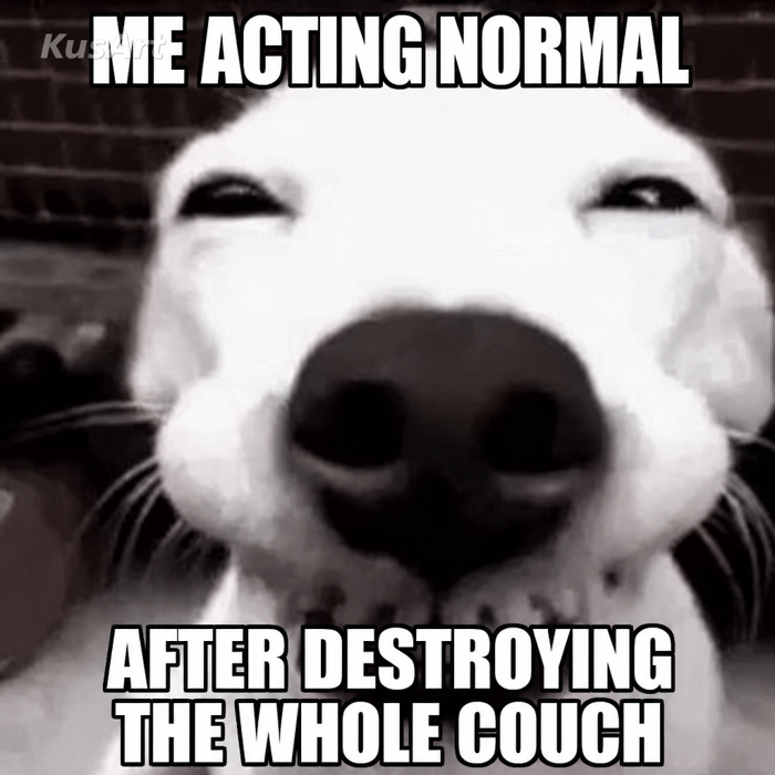Funny Dog Memes Template | KusArt Funny Dog Memes Template | KusArt