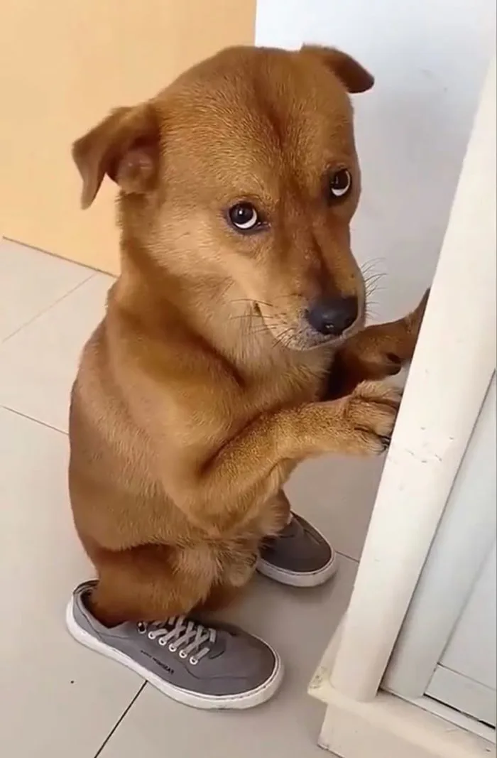 Funny Dog Meme | Cachorro com vergonha, Cara de cachorro, Meme de cachorro Funny Dog Meme | Cachorro com vergonha, Cara de cachorro, Meme de cachorro