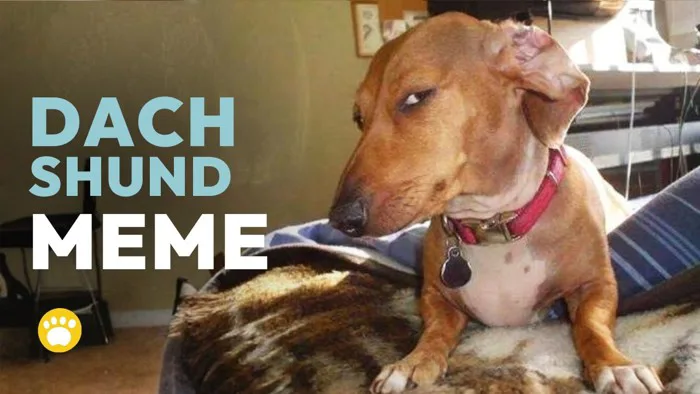 Dachshund Side Eye Meme – Suspicious Look (Capping Dog, Sus Dog) Dachshund Side Eye Meme – Suspicious Look (Capping Dog, Sus Dog)