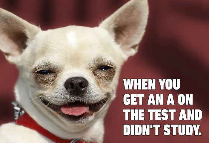 Funny Dog Memes That Will Have You Rolling - Mutt Scrub Products Funny Dog Memes That Will Have You Rolling - Mutt Scrub Products