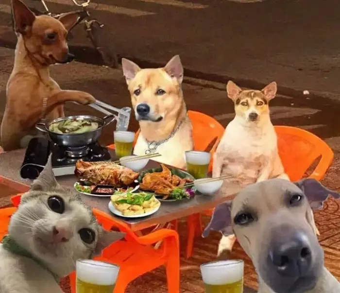 Tổng hợp ảnh meme dog hài hước khiến bạn cười không ngớt Tổng hợp ảnh meme dog hài hước khiến bạn cười không ngớt