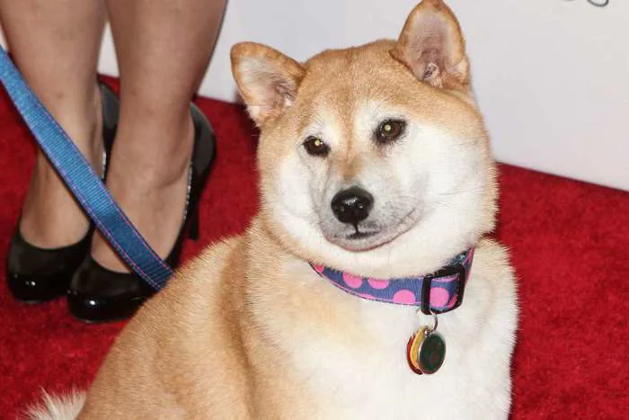 Shiba Inu That Inspired 'Doge' Meme Severely Ill, Says Owner Shiba Inu That Inspired 'Doge' Meme Severely Ill, Says Owner