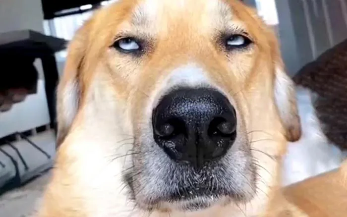 Staring Dog Meme: Why These Judgy Pups Rule the Internet (and How to T – PetDecorArt Staring Dog Meme: Why These Judgy Pups Rule the Internet (and How to T – PetDecorArt