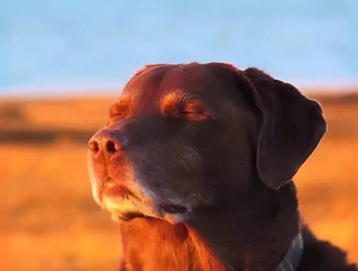 Dog with eyes closed (RELAX) là gì: Đồng meme “chó nhắm mắt” trên Solana Dog with eyes closed (RELAX) là gì: Đồng meme “chó nhắm mắt” trên Solana
