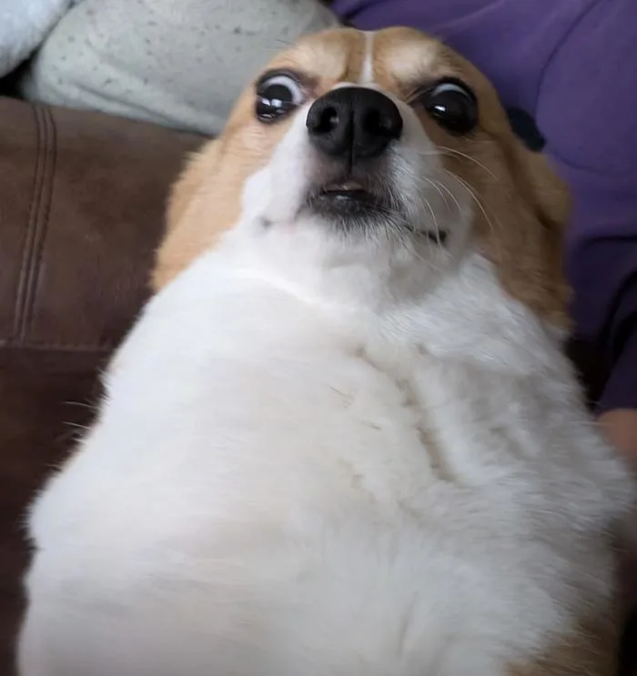 I think my dog has meme potential : r/corgi I think my dog has meme potential : r/corgi
