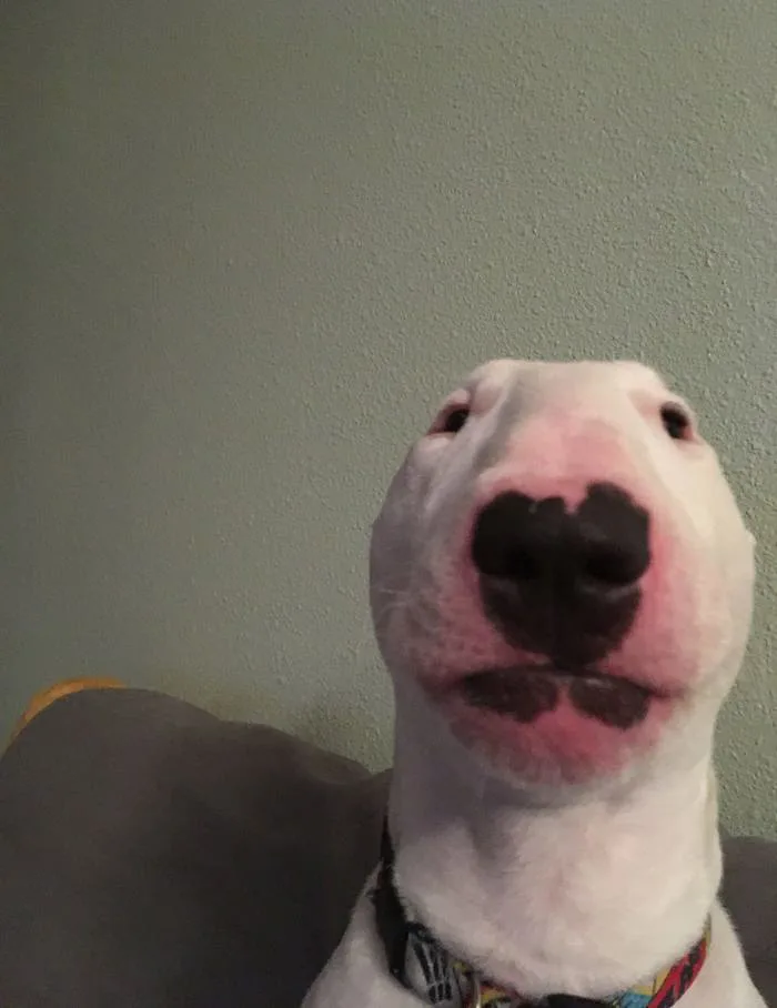 Behind the Meme: Q & A with Nelson aka “Walter” and His Owner | by Brandon Sears | Medium Behind the Meme: Q & A with Nelson aka “Walter” and His Owner | by Brandon Sears | Medium