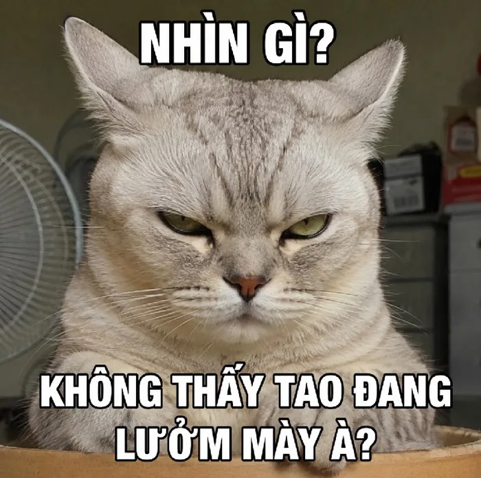 145+ Meme Mèo Lườm liếc xéo nham hiểm nhìn là cười xỉu 145+ Meme Mèo Lườm liếc xéo nham hiểm nhìn là cười xỉu