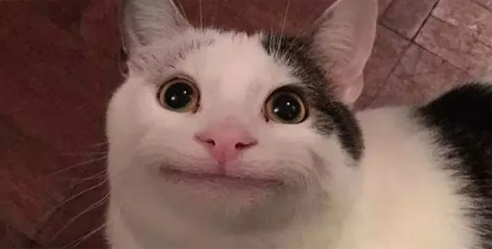 Tổng hợp Cat Meme dễ thương và hài hước nhất 2025 Tổng hợp Cat Meme dễ thương và hài hước nhất 2025