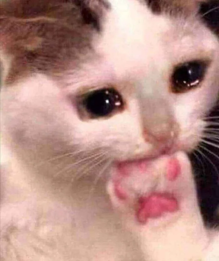 TOP 100+ Meme Mèo Khóc Hài Hước Cho Dân Văn Phòng TOP 100+ Meme Mèo Khóc Hài Hước Cho Dân Văn Phòng