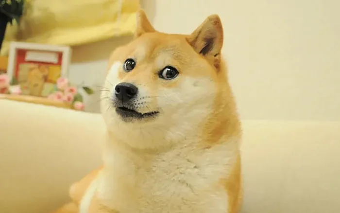 Chú chó gắn liền với meme Chú chó gắn liền với meme