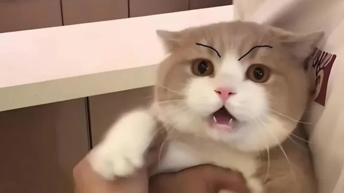 Tổng hợp 50+ ảnh meme dỗi cực dễ thương, hài hước Tổng hợp 50+ ảnh meme dỗi cực dễ thương, hài hước