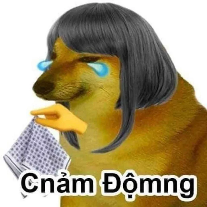 Bộ sưu tập meme chó đủ mọi thể loại siêu hài hước chắc chắn sẽ khiến bạn cười bể bụng Bộ sưu tập meme chó đủ mọi thể loại siêu hài hước chắc chắn sẽ khiến bạn cười bể bụng