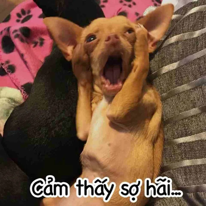 Bộ sưu tập meme chó đủ mọi thể loại siêu hài hước chắc chắn sẽ khiến bạn cười bể bụng Bộ sưu tập meme chó đủ mọi thể loại siêu hài hước chắc chắn sẽ khiến bạn cười bể bụng
