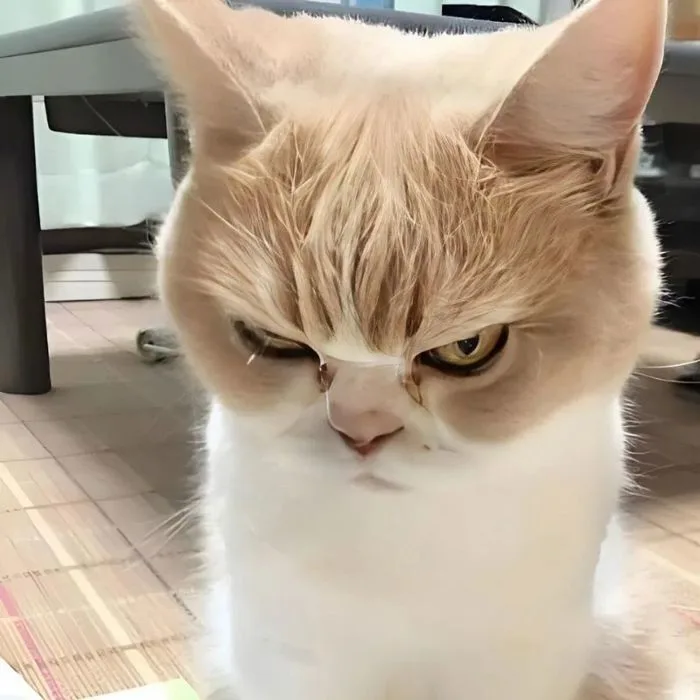 Tổng hợp 50+ ảnh meme dỗi cực dễ thương, hài hước Tổng hợp 50+ ảnh meme dỗi cực dễ thương, hài hước