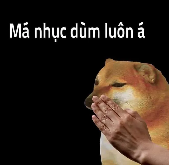Bộ sưu tập meme chó đủ mọi thể loại siêu hài hước chắc chắn sẽ khiến bạn cười bể bụng Bộ sưu tập meme chó đủ mọi thể loại siêu hài hước chắc chắn sẽ khiến bạn cười bể bụng