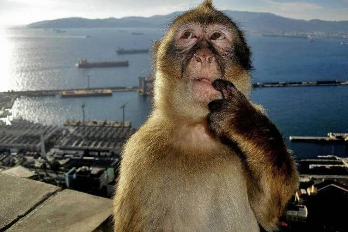 Thinking Monkey: Meme chú khỉ suy nghĩ gây bão cộng đồng mạng Thinking Monkey: Meme chú khỉ suy nghĩ gây bão cộng đồng mạng