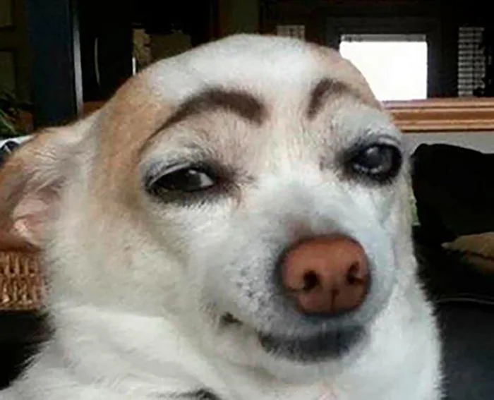 Bộ sưu tập meme chó đủ mọi thể loại siêu hài hước chắc chắn sẽ khiến bạn cười bể bụng Bộ sưu tập meme chó đủ mọi thể loại siêu hài hước chắc chắn sẽ khiến bạn cười bể bụng