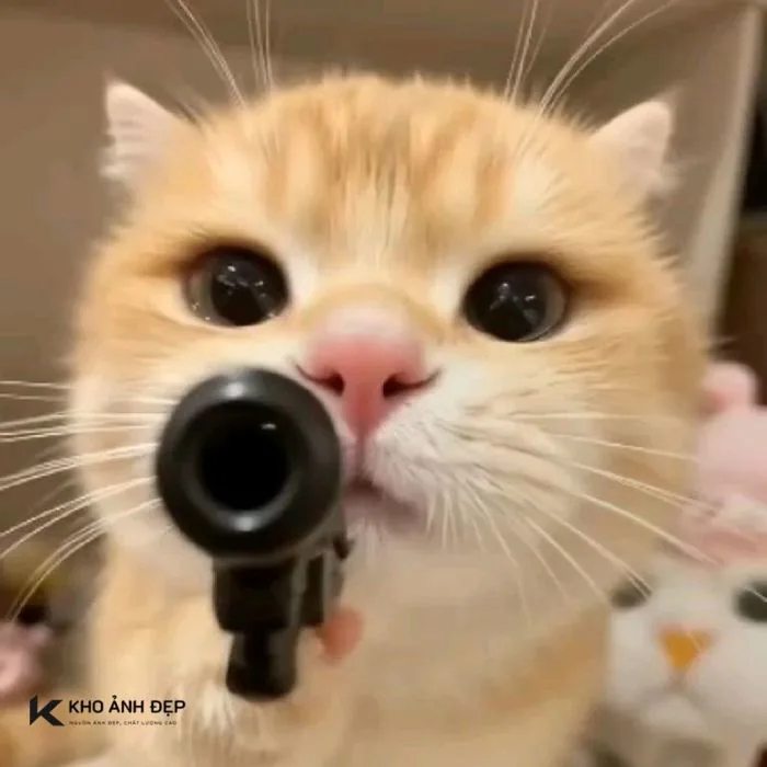 500+ meme mèo bựa, cute, khóc cười siêu vô tri hài hước cho các sen 500+ meme mèo bựa, cute, khóc cười siêu vô tri hài hước cho các sen