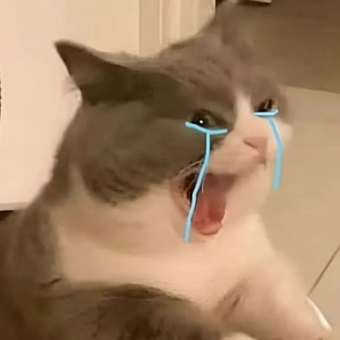 500+ meme mèo bựa, cute, khóc cười siêu vô tri hài hước cho các sen 500+ meme mèo bựa, cute, khóc cười siêu vô tri hài hước cho các sen