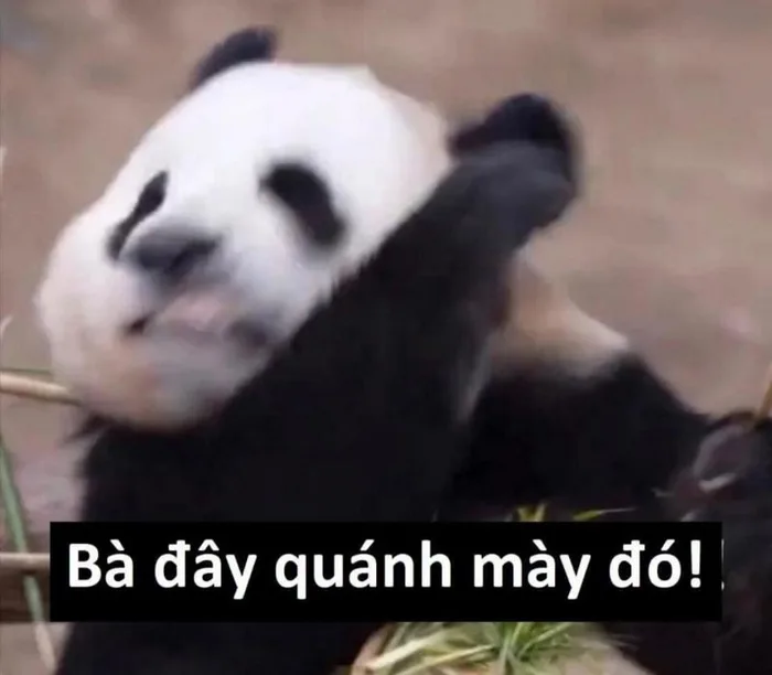 Cười ngả nghiêng với loạt ảnh meme gấu trúc vui nhộn, ngộ nghĩnh