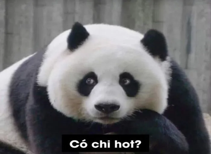 Tổng Hợp 100+ Meme Gấu Trúc Hài Hước, Hóm Hỉnh 2026