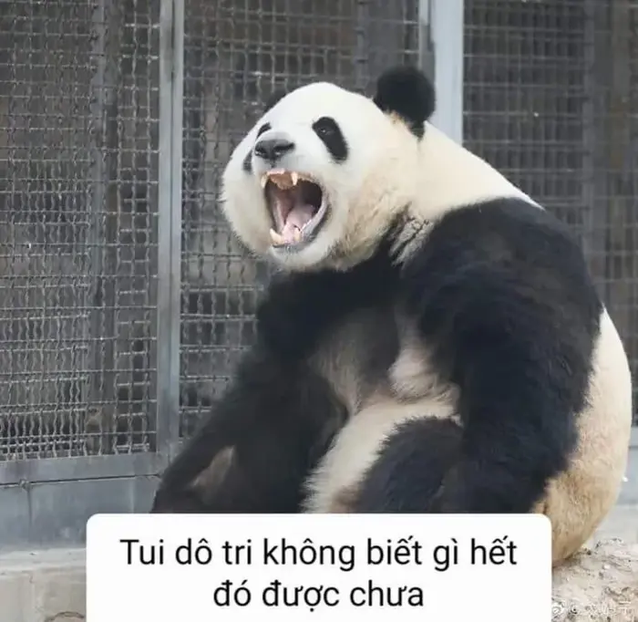 Top ảnh meme gấu trúc bựa khiến bạn cười không ngớt
