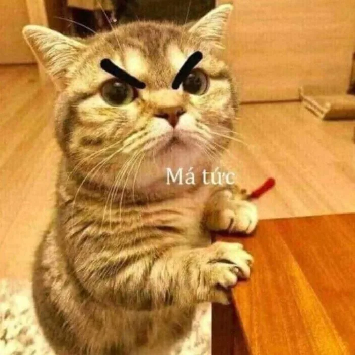 Tổng Hợp 100+ Meme Tức Giận Cute, Đáng Yêu Dễ Dùng Nhất