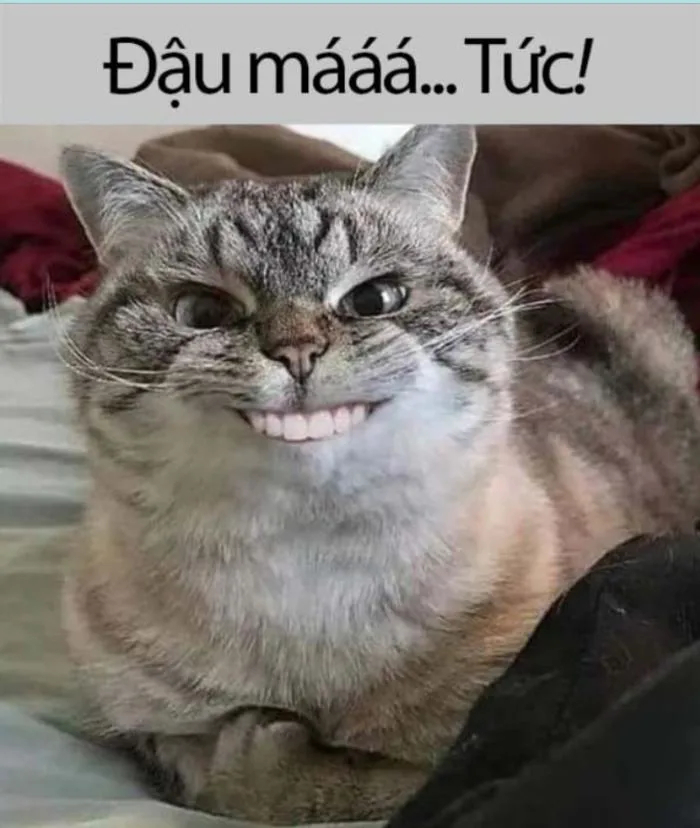 Tổng hợp Meme tức giận cute, dễ thương, tức ghê, giận tím người