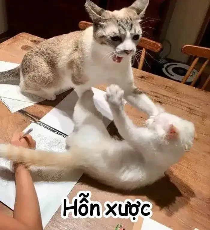 150+ Meme Tức Giận, Bực Mình hài hước thể hiện cơn giận mà không cần nói  lời nào