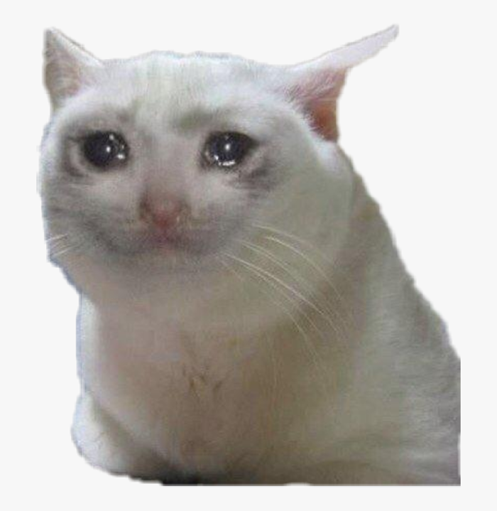 sadcat #meme #memes #sad Cat - Crying Cat Meme Gif, HD Png Download -  kindpng