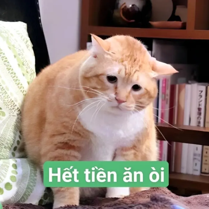 Những ảnh meme hết tiền viral nhất trên mạng xã hội