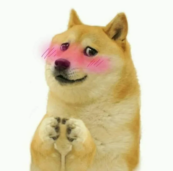 Tuyển tập 99+ ảnh chó meme hài hước, CƯỜI ĐAU CẢ BỤNG | Yody