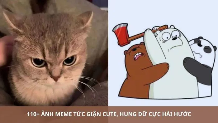 110+ Ảnh meme tức giận cute, hung dữ cực hài hước 110+ Ảnh meme tức giận cute, hung dữ cực hài hước