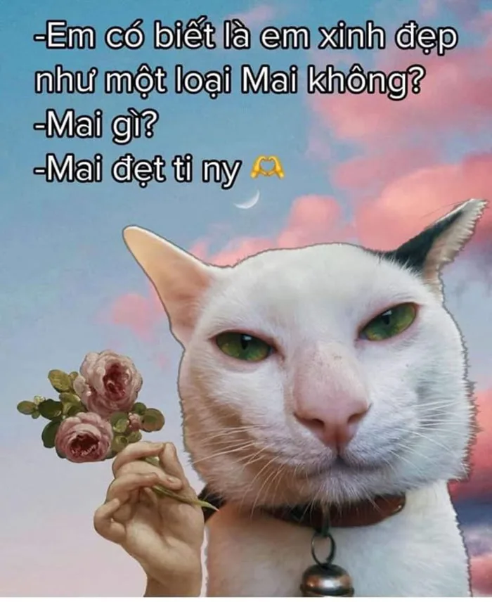 Viết châm ngôn | Đăng ký kết hôn, Chuyện tào lao, Meme mèo bựa Viết châm ngôn | Đăng ký kết hôn, Chuyện tào lao, Meme mèo bựa