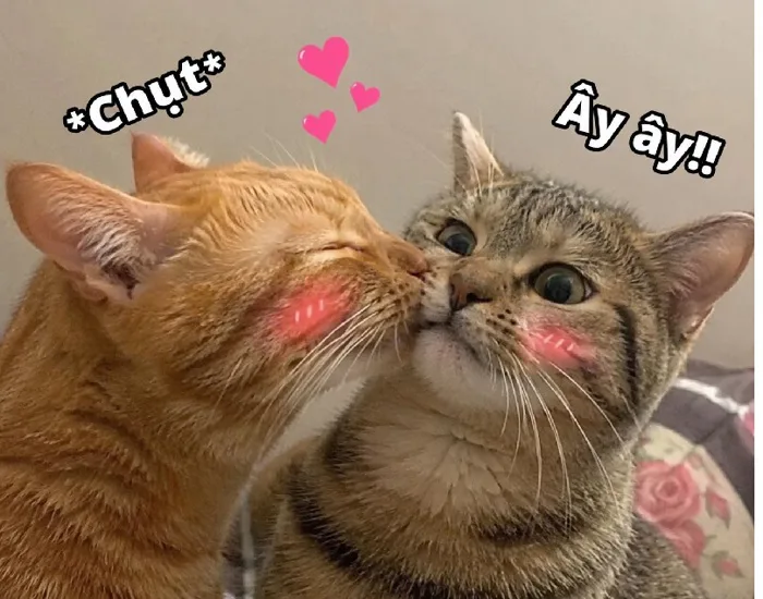 157+ Meme Hôn Hun người yêu môi má ảnh chế siêu cute 157+ Meme Hôn Hun người yêu môi má ảnh chế siêu cute